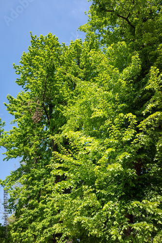 green leaves on a background of blue sunny sky