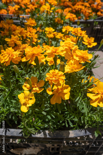 Yellow marigold flowers in nature