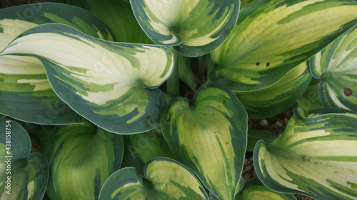 Photos hosta