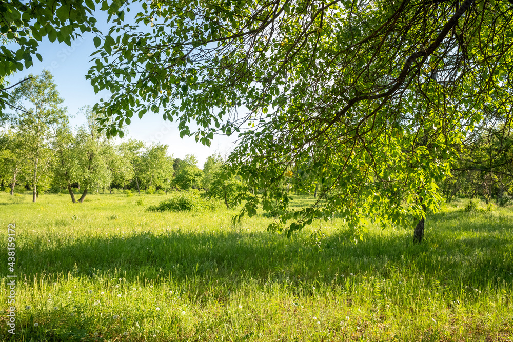 Nature green forest blue sky background landscape Nature green forest blue sky background landscape