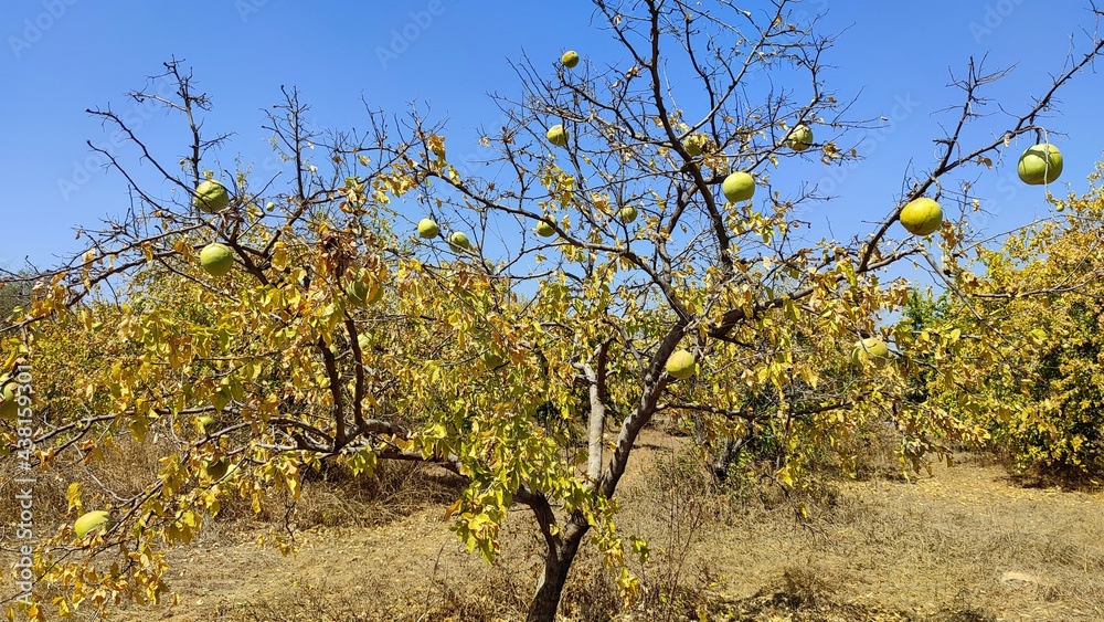 Bael fruit tree with big size fruits in its natural environment.
