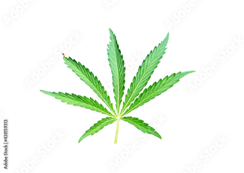 green cannabis leaf isolated on white background
