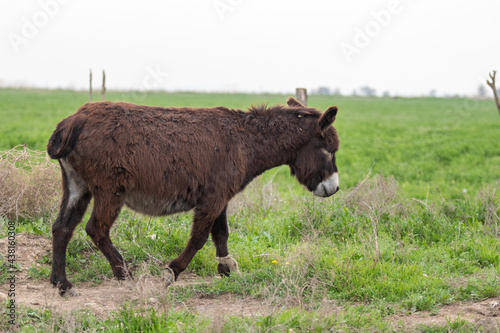Donkey on green pasture in spring