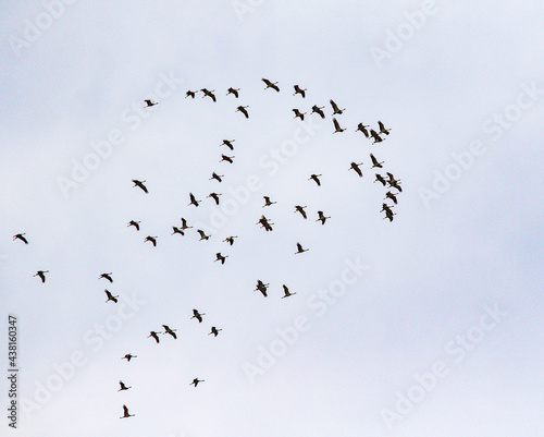 cranes fly high in the sky © Prikhodko