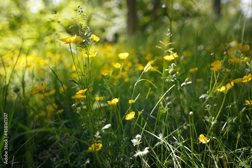 Green lawn with blooming yellow wildflowers (Ranunculus polyanthemos) on a clear sunny day. Spring, summer beginning. Forest, public park. Soft sunlight, sunbeams. Nature, botany, environment, ecology photo