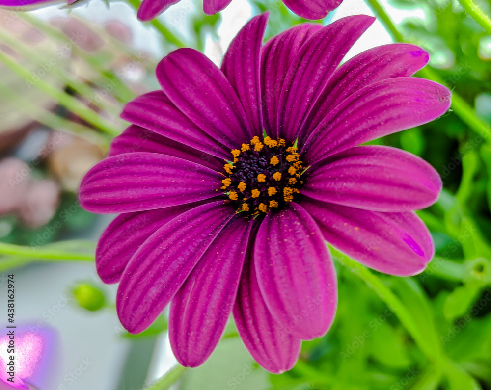 Obraz premium Bornholmer Margerite