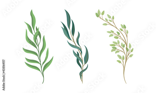 Sprigs and Twiglets with Green Leaves as Botanical Foliage Vector Set