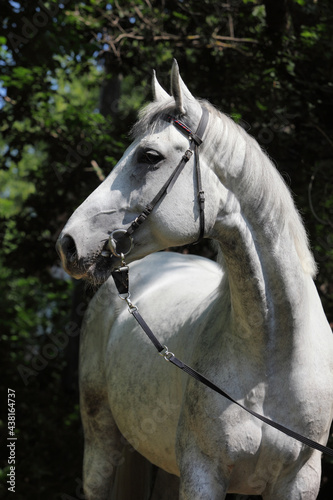 Holsteiner horse portrait in summer background photo