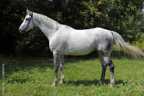 Holsteiner horse portrait in summer background