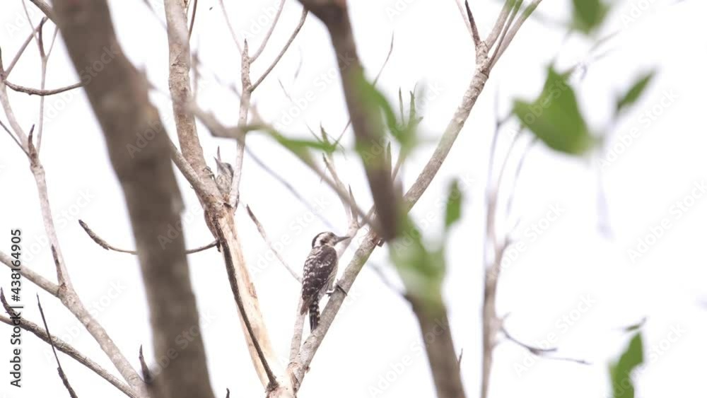 The Downy woodpecker is using its beak to drill wood. The Downy woodpecker is using its beak to drill wood.