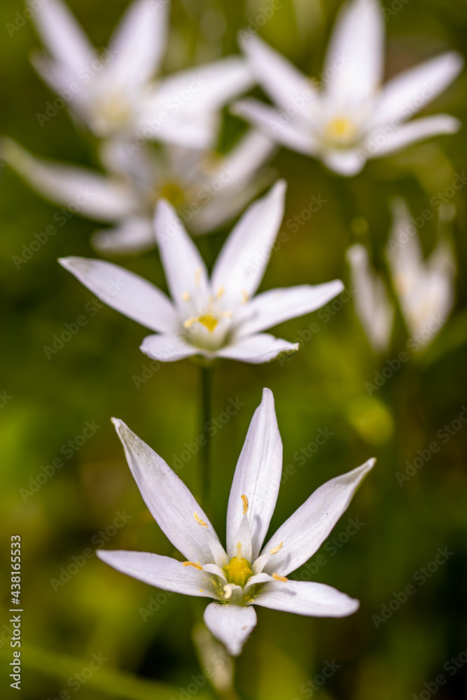 Ornithogalum flower in the garden, macro Ornithogalum flower in the garden, macro