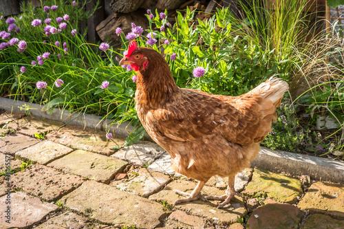 the hen walks through the garden