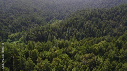 Drone Footage Flying over the forest trees. Aerial video of redwood forest in California. Long birds eye view of river in the mountains with sequoia trees.