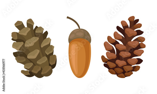 Fir or Pine Cones and Acorns as Seed Containing Plant Part Vector Set