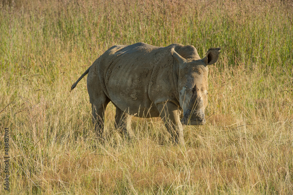 Fototapeta premium Rhino or Rhinoceros, walking to right in late afternoon sun, surrounded by dry grass