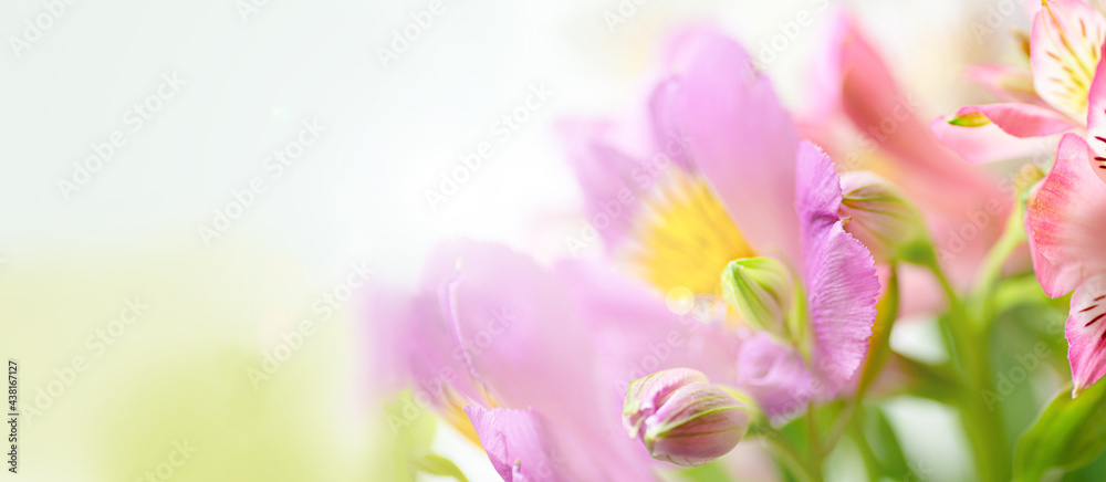 Natural background in a blur of light tones in the format of a banner flowers Alstroemeria