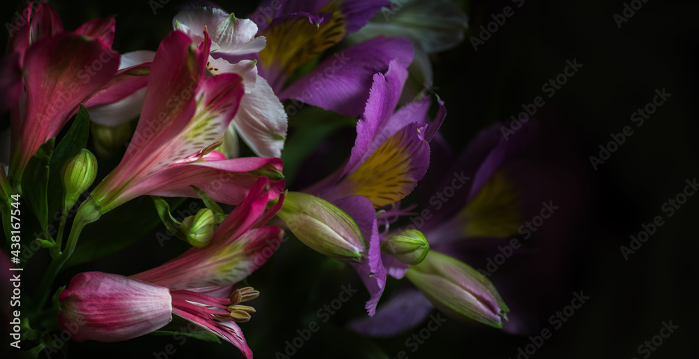Natural background in a blur of dark tones in the format of a banner flowers Alstroemeria