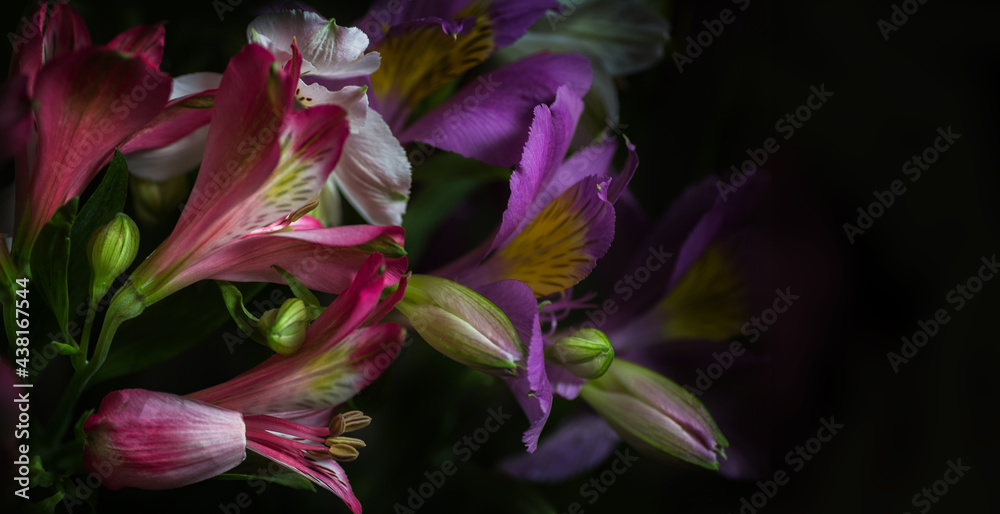 Natural background in a blur of dark tones in the format of a banner flowers Alstroemeria Natural background in a blur of dark tones in the format of a banner flowers Alstroemeria