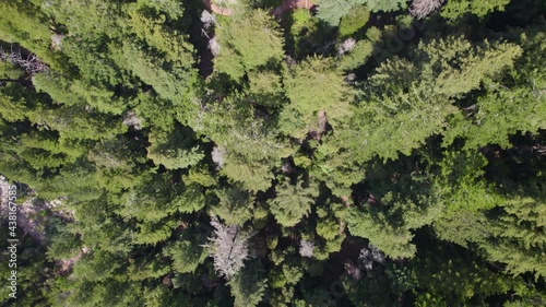 Drone Footage Flying over the forest trees. Aerial video of redwood forest in California. Long birds eye view of river in the mountains with sequoia trees.
