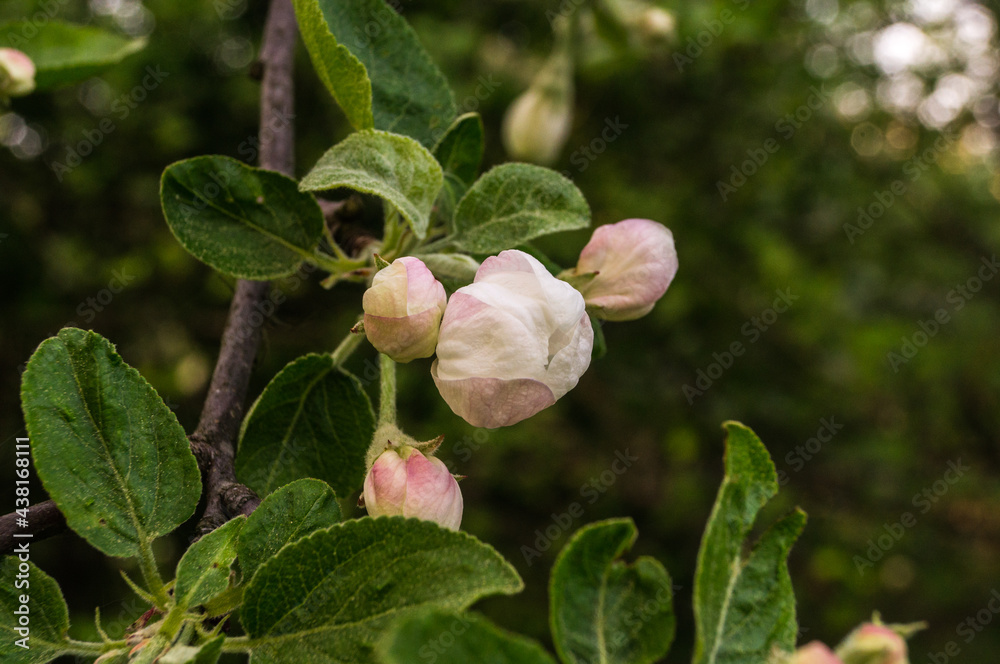 Beautiful wild apple flower bud in spring day Beautiful wild apple flower bud in spring day