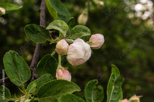Beautiful wild apple flower bud in spring day