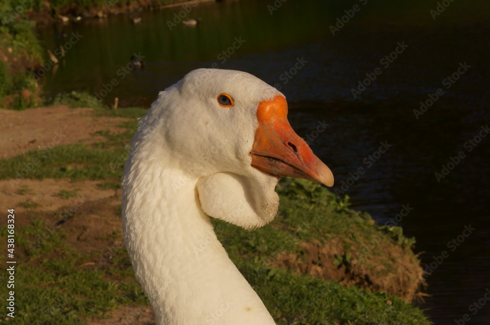 Portrait of a domestic goose on the background of a pond and a bank covered with green grass. Portrait of a domestic goose on the background of a pond and a bank covered with green grass.