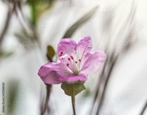 Purple flower of spring bagulnik photo