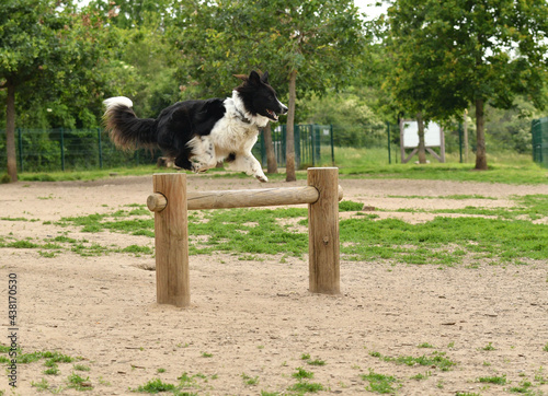 Pretty Border Collie dog jumping over an obstacle in a unleashed park