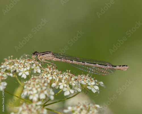 Juvenile Common Blue Damselfly on white flower