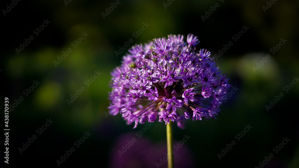 Obraz premium Flower