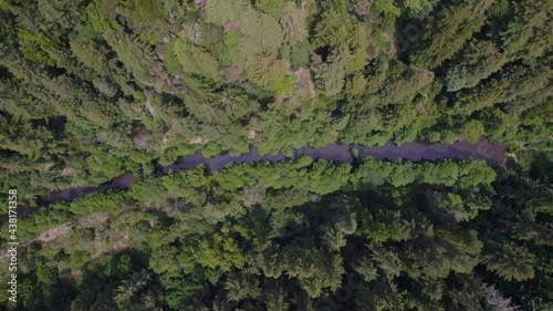 Drone Footage Flying over the forest trees. Aerial video of redwood forest in California. Long birds eye view of river in the mountains with sequoia trees.