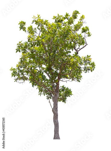 tree isolated on white background