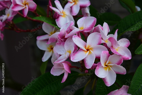 pink and white orchid