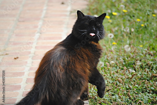Chat