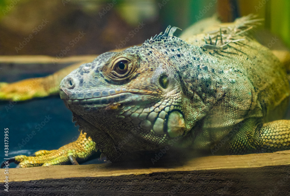 Fototapeta premium relaxing reptile