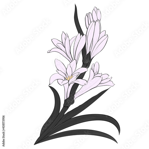 Tuberose vector Image medicinal, perfumery and cosmetic plants. Wallpaper. Use printed materials, signs, posters, postcards, packaging.