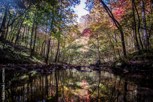 At the forest creek in autumn