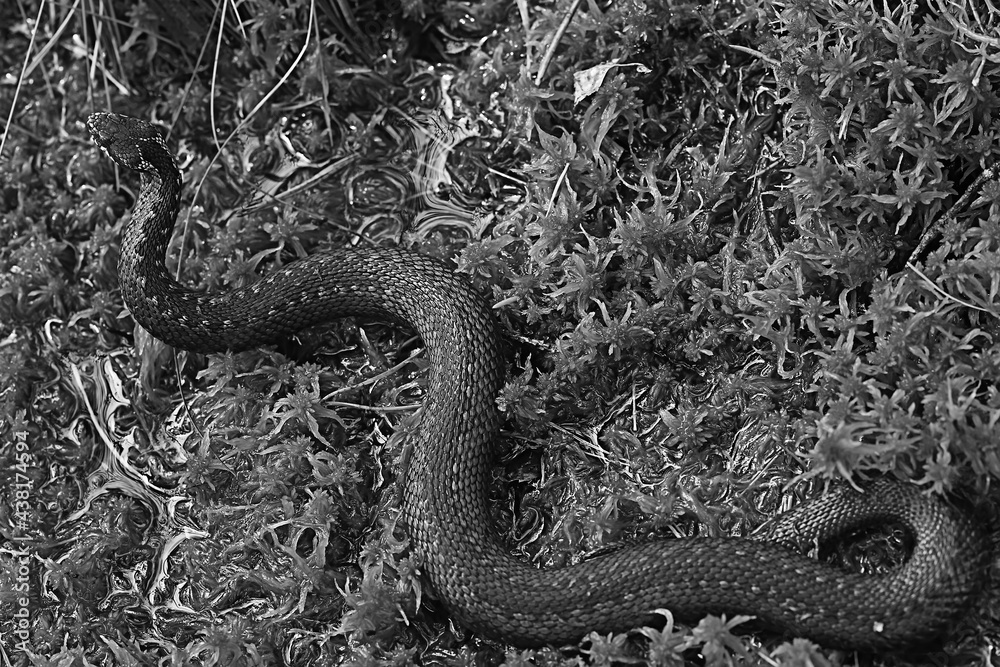 Obraz premium snake viper in the swamp, reptile in the wild, poisonous dangerous animal, wildlife