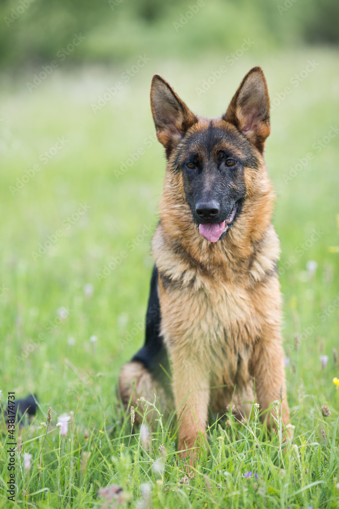 shepherd sitting on green grass shepherd sitting on green grass