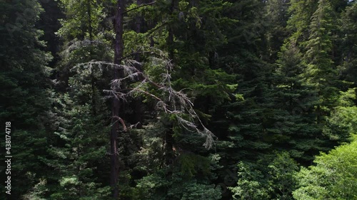 Drone Footage of coastal redwood treetops in the forest mountains.