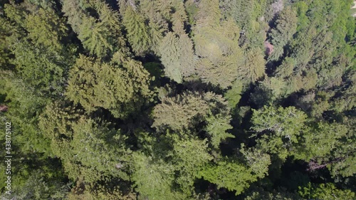 Drone Footage of coastal redwood treetops in the forest mountains.