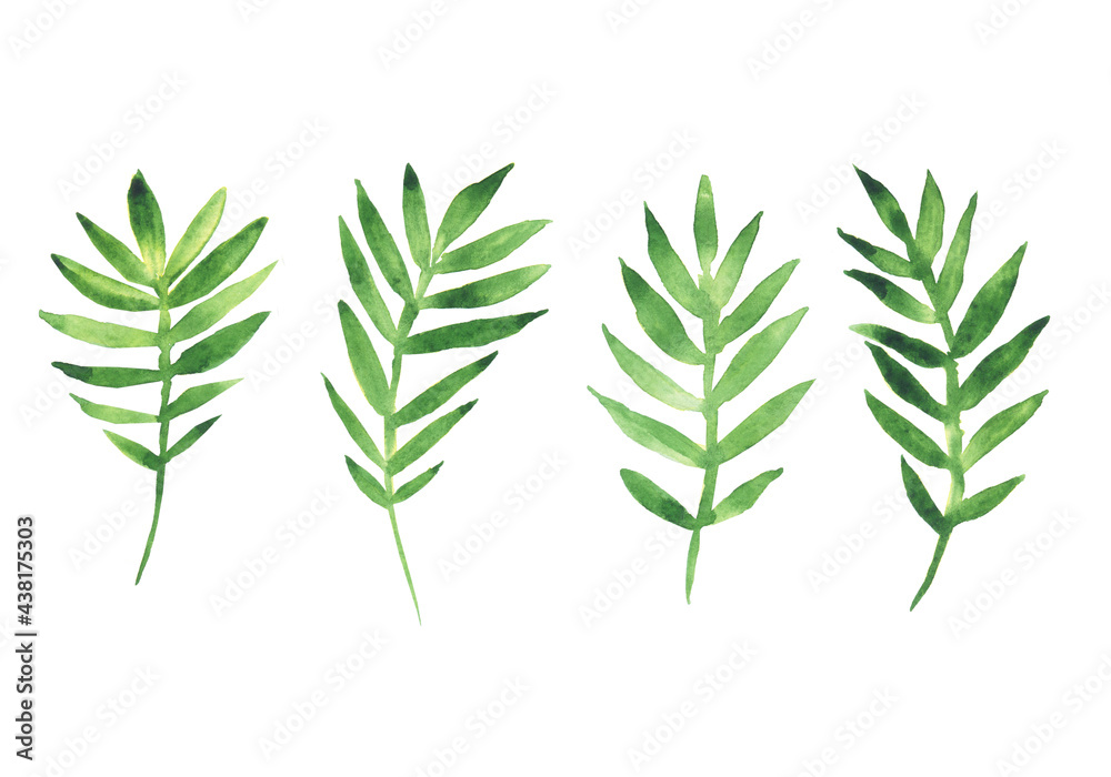 Watercolor of green leaves isolated on white background. Hand drawing illustration for print, decoration, poster. Watercolor of green leaves isolated on white background. Hand drawing illustration for print, decoration, poster.