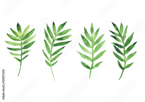 Watercolor of green leaves isolated on white background. Hand drawing illustration for print, decoration, poster.