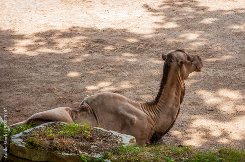 A two-humped camel rests on the ground  in shadow. Side image in a sunny day