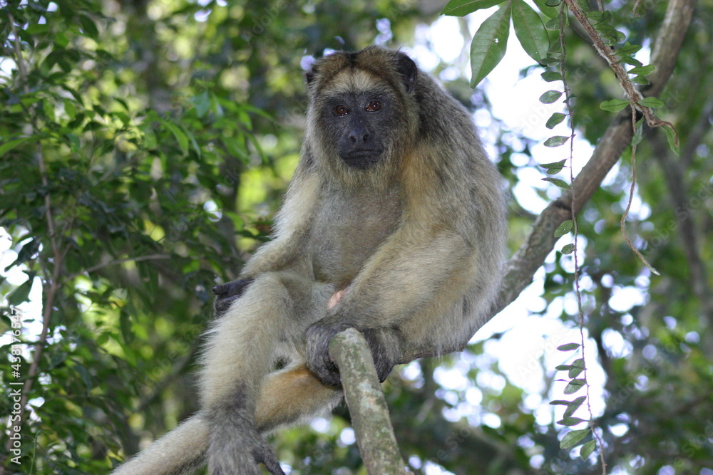 Obraz premium The black howler is a species of howler monkey, a large New World monkey, from northeastern Argentina, eastern Bolivia, eastern and southern Brazil, and Paraguay.