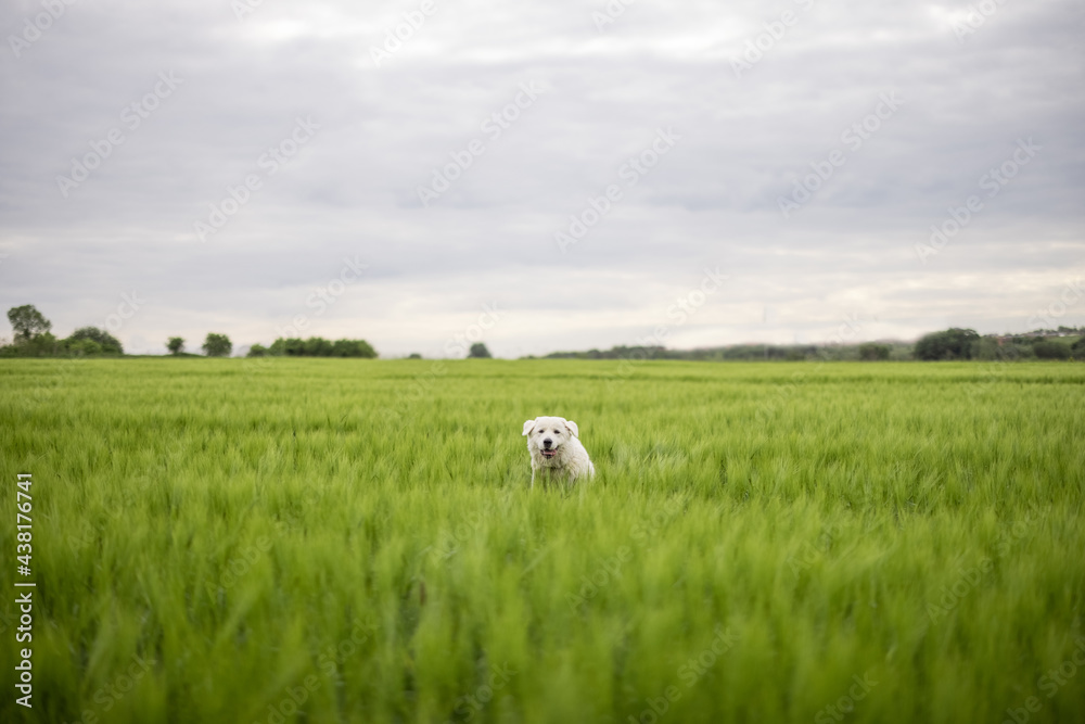 Funny big white sheepdog jumping on green rye field. Pet guards the field with harvest. Funny big white sheepdog jumping on green rye field. Pet guards the field with harvest.
