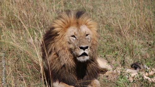 he lion is a large felid of the genus Panthera native mainly to Africa.