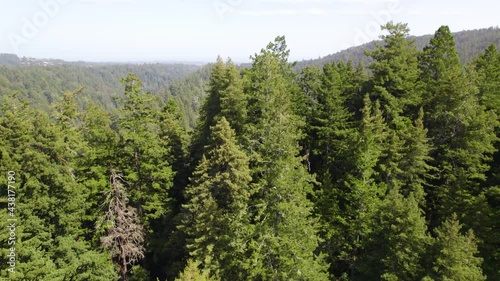 Drone Footage of coastal redwood treetops in the forest mountains.