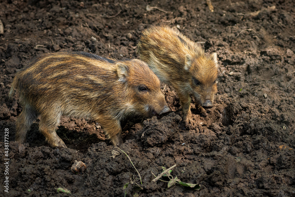 Wild boars in the natural forest Wild boars in the natural forest