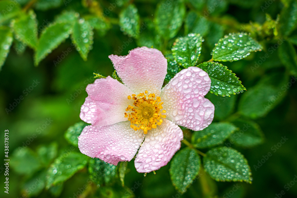 Obraz premium wild flower covered with raindrops